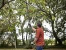 Magnusson Tree Bypass Telescopic Loppers